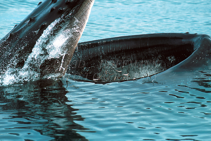 Humpback bubblenet feeding with herring in its mouth. Image 453.