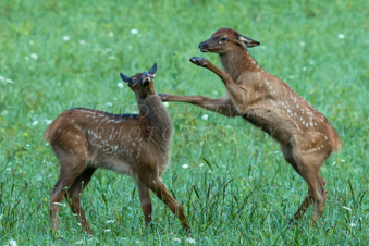 Elk calves playing in the Smoky Mountains. Image IMG_1551.